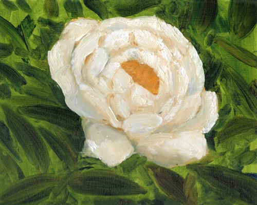 A white peony in full bloom against a green background